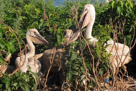 Young American White Pelicans at Chase Lake National Wildlife Refuge, or Chase Lake Wilderness