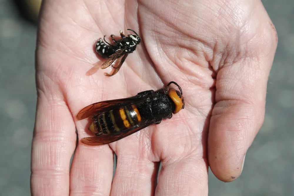 Giant Hornet and native bald-faced hornet