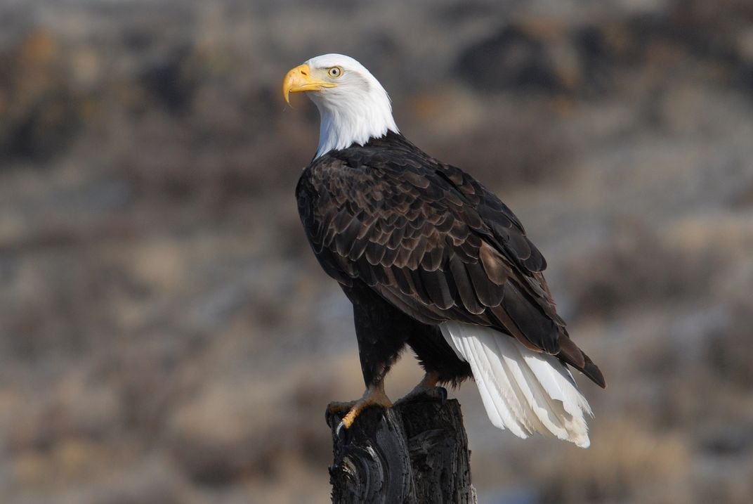 Bald eagle standing