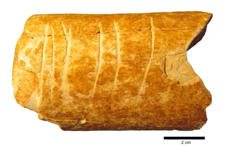 The researchers determined that a right-handed craftsperson created the markings in a single session.