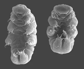 A tardigrade curls up into a dehydrated tun, allowing it to survive for years without water.