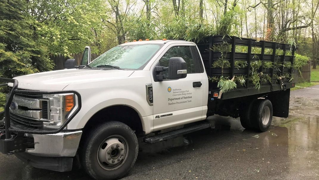 A truck parked near a bamboo grove with its bed full of cut bamboo