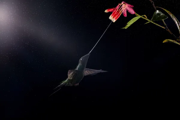 Whisper in the Rain: Sword-billed Hummingbird Approaches thumbnail