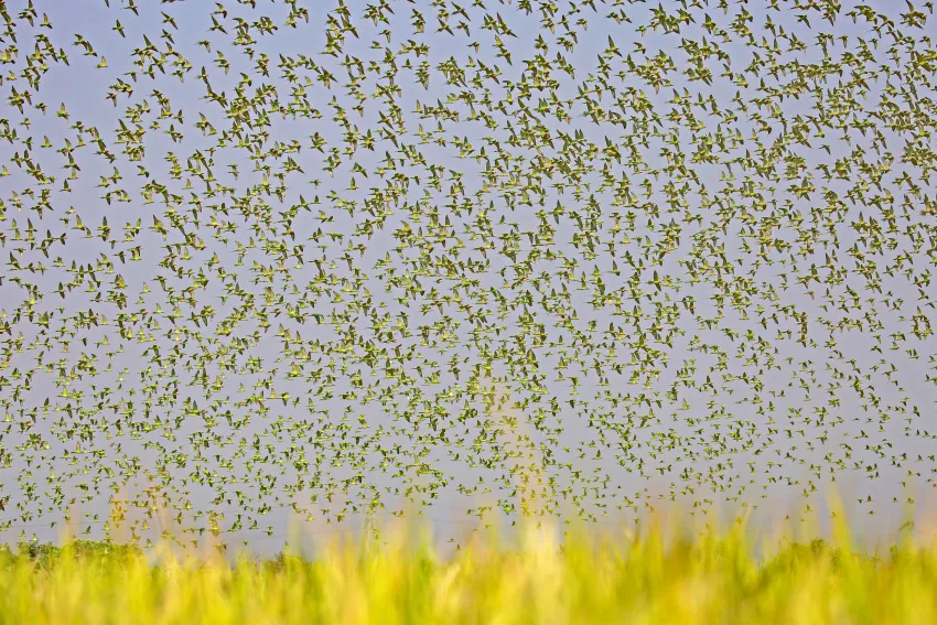 hundreds of green parakeets obscure the sky