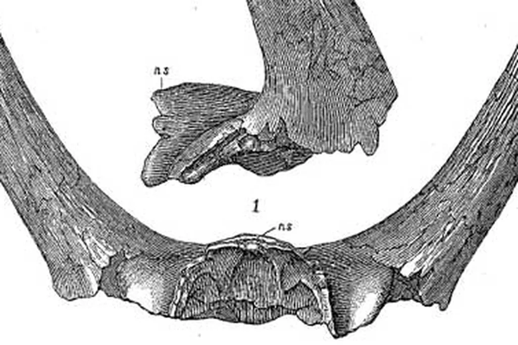 The horns of Marsh's Bison alticornis, now recognized as those of a ceratopsian dinosaur.