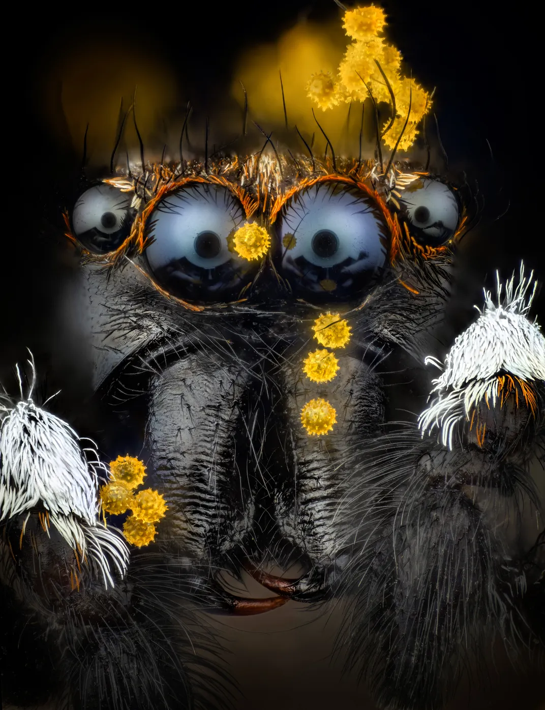 four eyes of a jumping spider, its mouth and part of its front legs, marked with a few yellow dots of pollen, including one on its eye