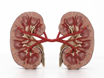 How much do you know about your kidneys?