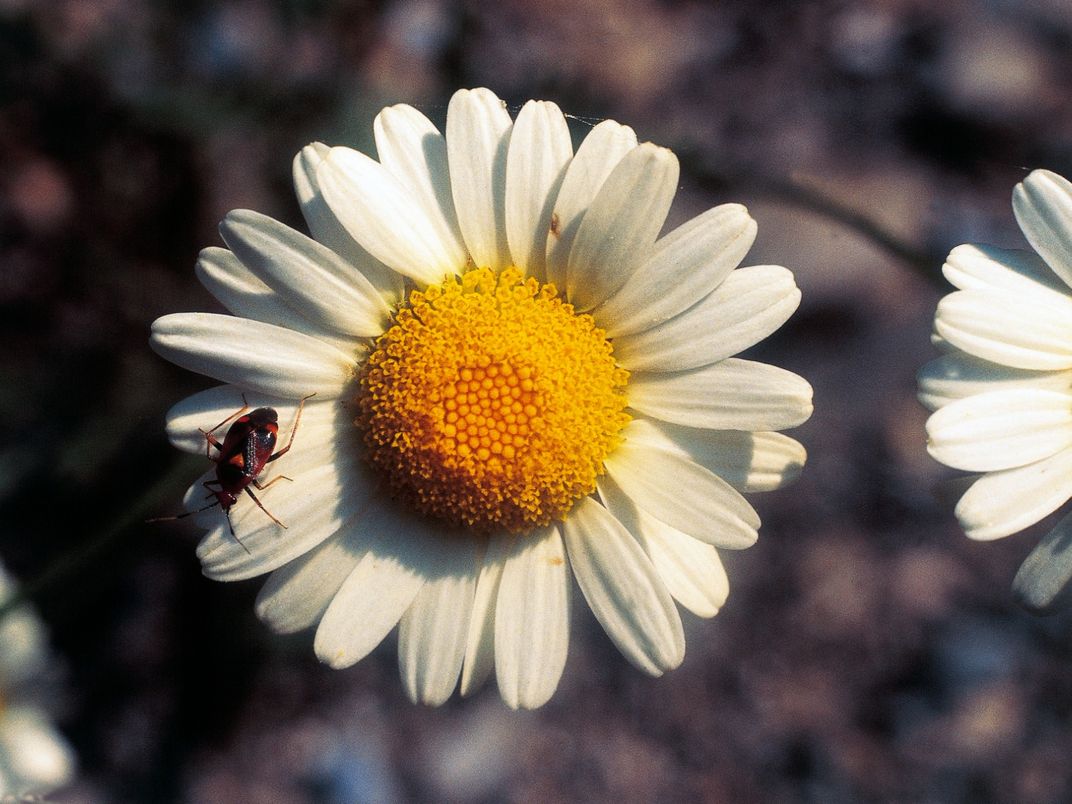 Chamomile Flower With Insect