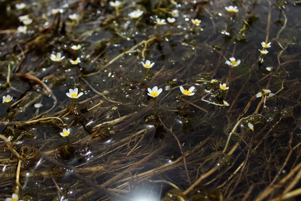Very small flowers in a small river with clear water thumbnail