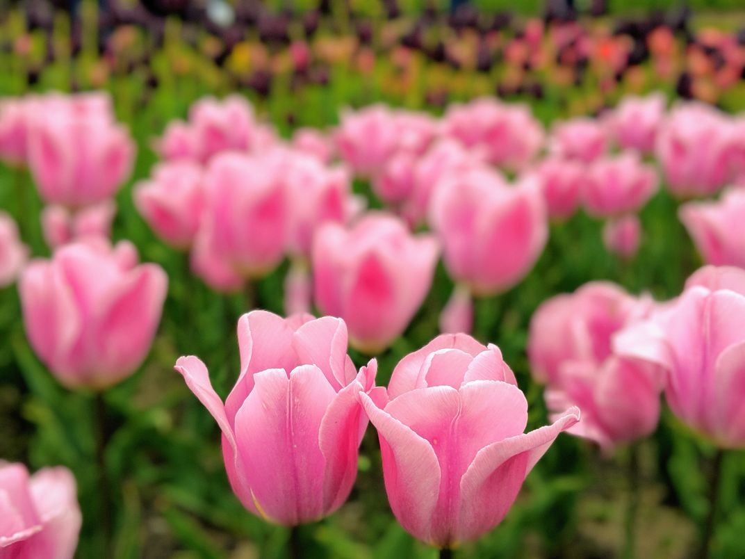 Pair of Pink Tulips