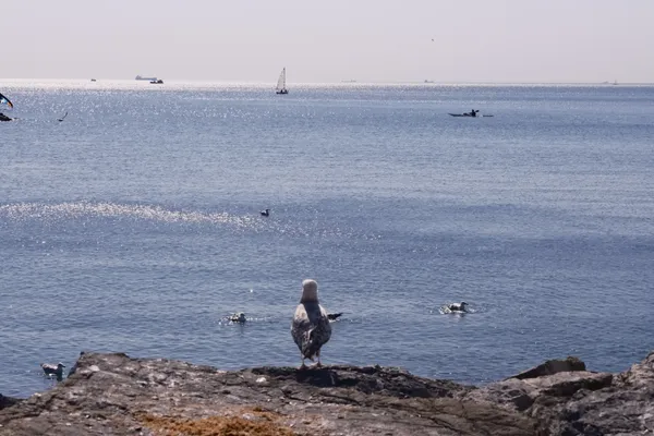 A lone seagull watching the boats drift across the glittering sea. thumbnail