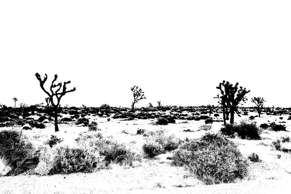 Joshua Tree in Black and White thumbnail