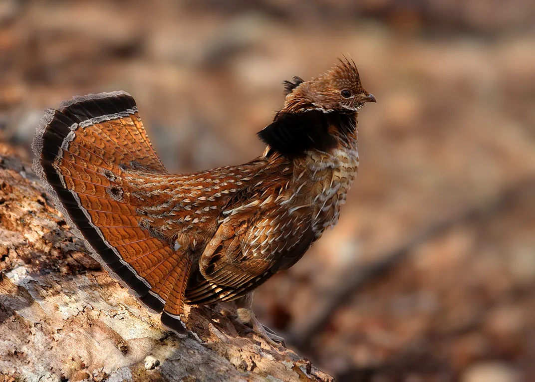 a brown ruffed grouse blends into its surroundings