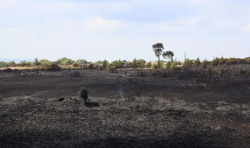 Ashdown forest fire.jpg