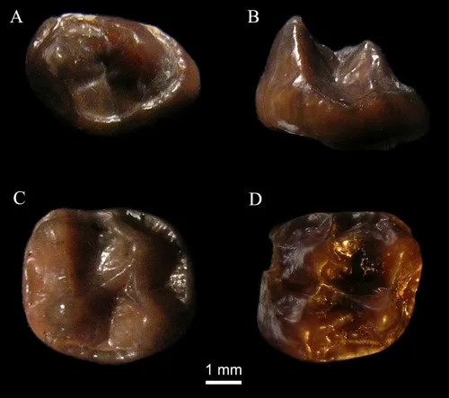 Tiny Ape Teeth