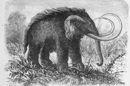 Engraving of a woolly mammoth.
