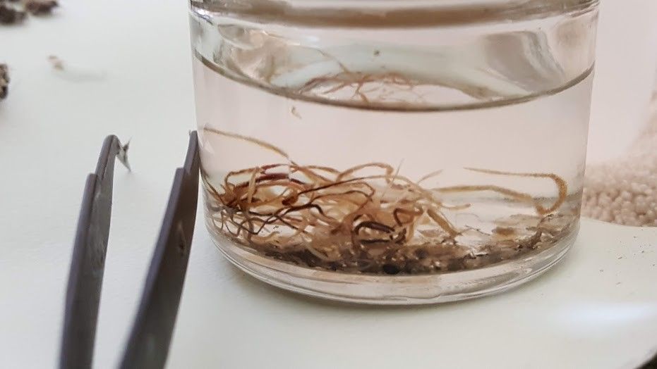 Clear vial with water and brownish-orange worms 