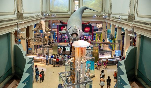 A museum with a large scale whale overtop and visitors exploring the exhibit