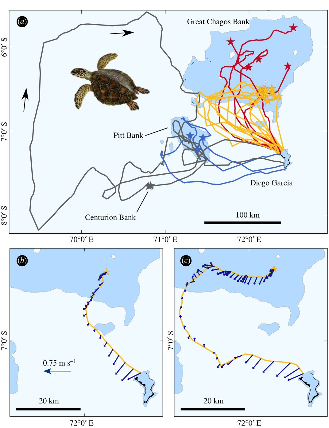 Map of hawksbill turtle routes