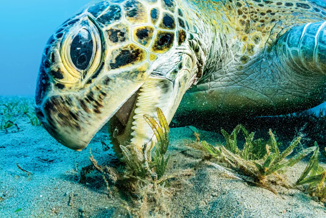 an endangered green sea turtle feeds on seagrass