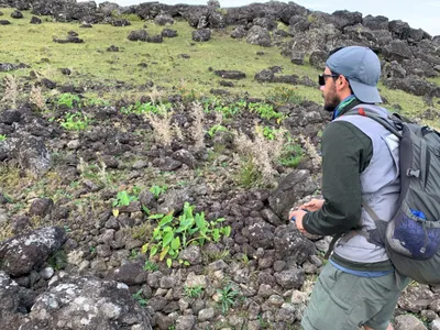 Easter Island Did Not Collapse From Overuse of Resources After All, Study Suggests image