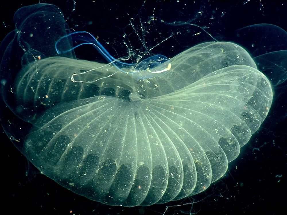 giant larvacean