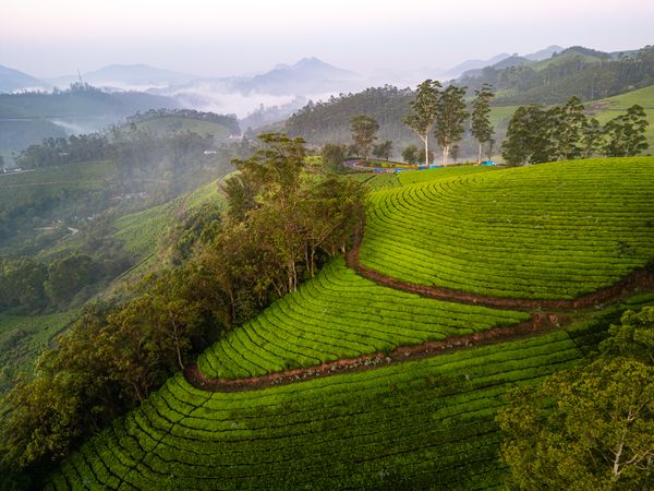 Tea Plantations thumbnail