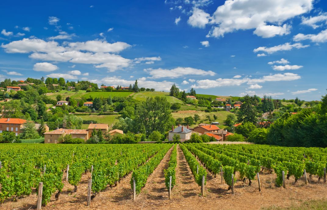 Vineyard in Beaujolais. Credit: AMA Waterways