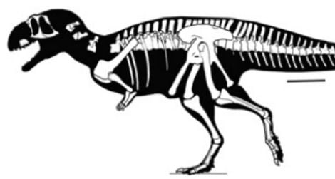 A skeleton reconstruction of Eoabelisaurus, showing the recovered parts of the skeleton