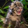 'Rare' Clouded Leopard Kitten Born at the Oklahoma City Zoo icon