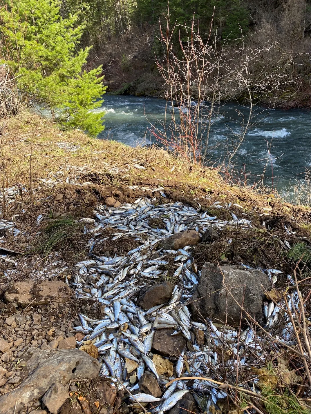 Dead fish on stream bank