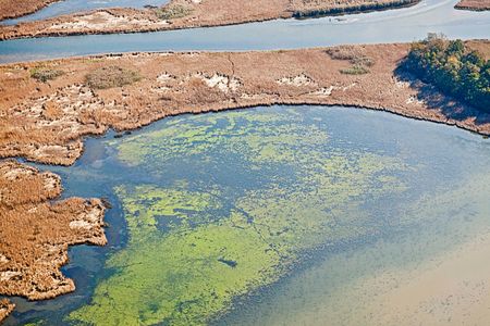 An algae bloom off the coast of Maryland. Such blooms help create low-oxygen areas called dead zones as the algae respire or decompose.