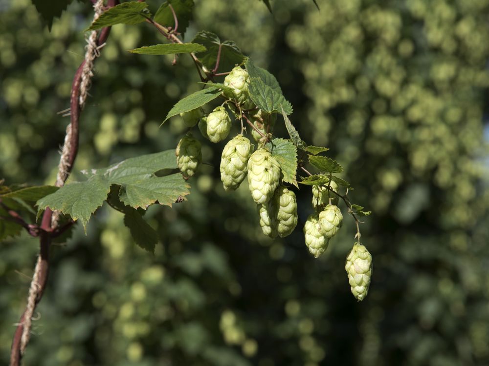Hop cones growing on a plant