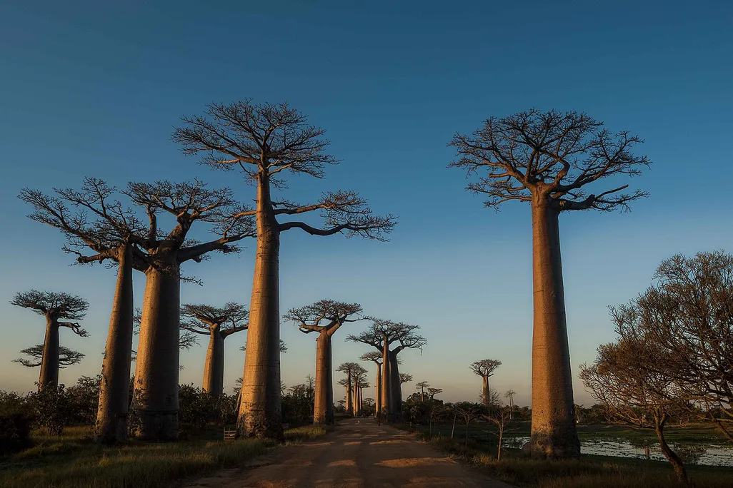 Baobabs