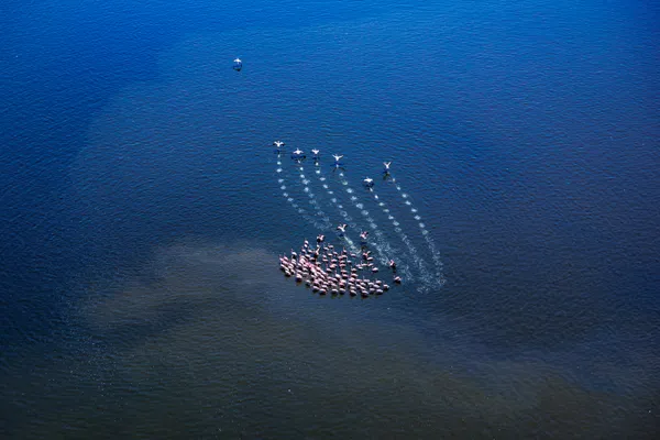 Feathered Elegance thumbnail