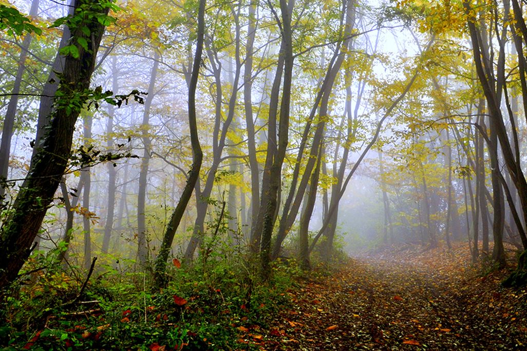 Forest in France