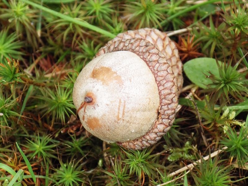 Fallen Acorn | Smithsonian Photo Contest | Smithsonian Magazine