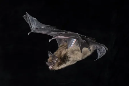 Big brown bats Eptesicus fuscus (pictured) are a Yangochiroptera species that uses complex sounds to echolocate.&nbsp;

