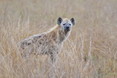 A spotted hyena in South Africa's Kruger National Park.