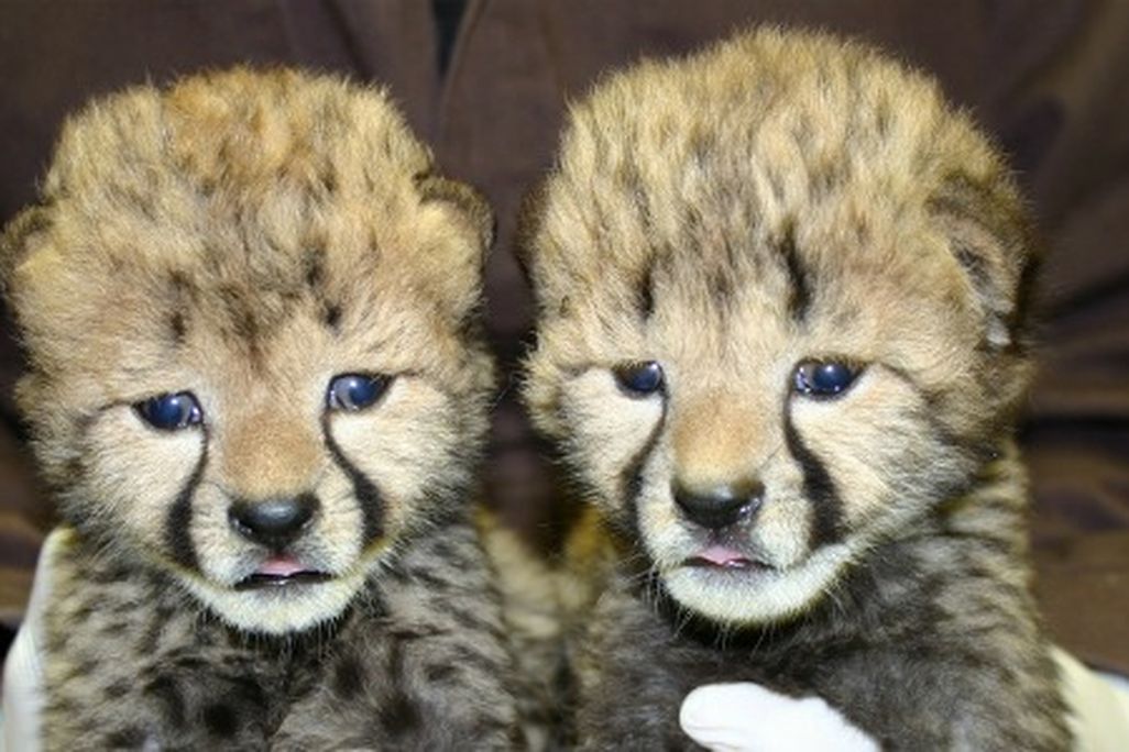 The National Zoo's new cheetah cubs, at 16 days old