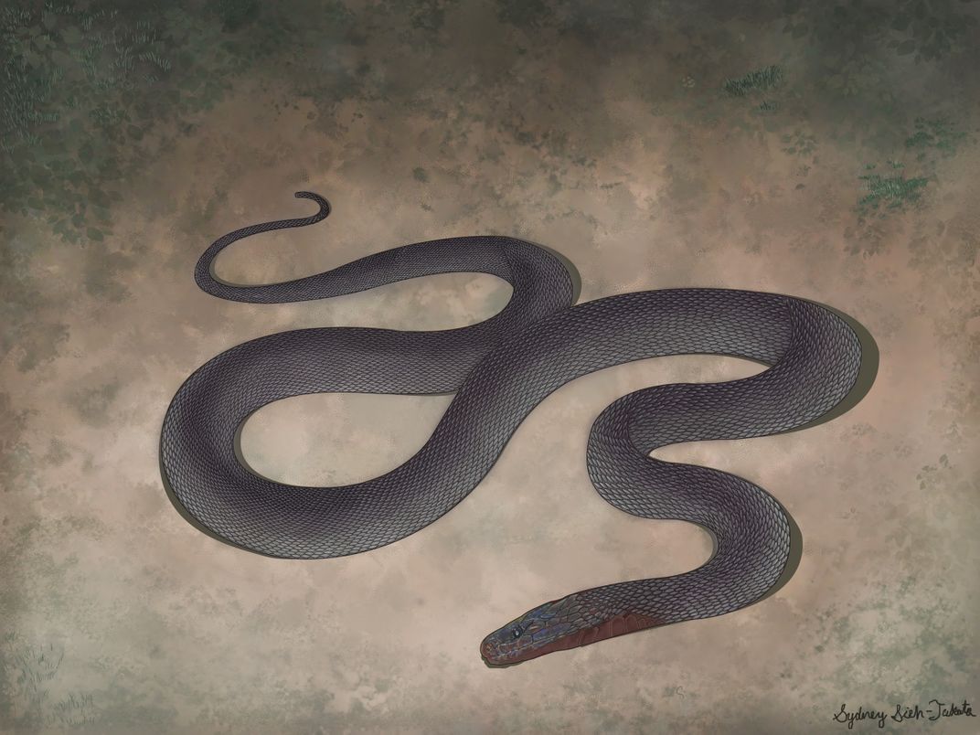 Illustration of a dark snake.