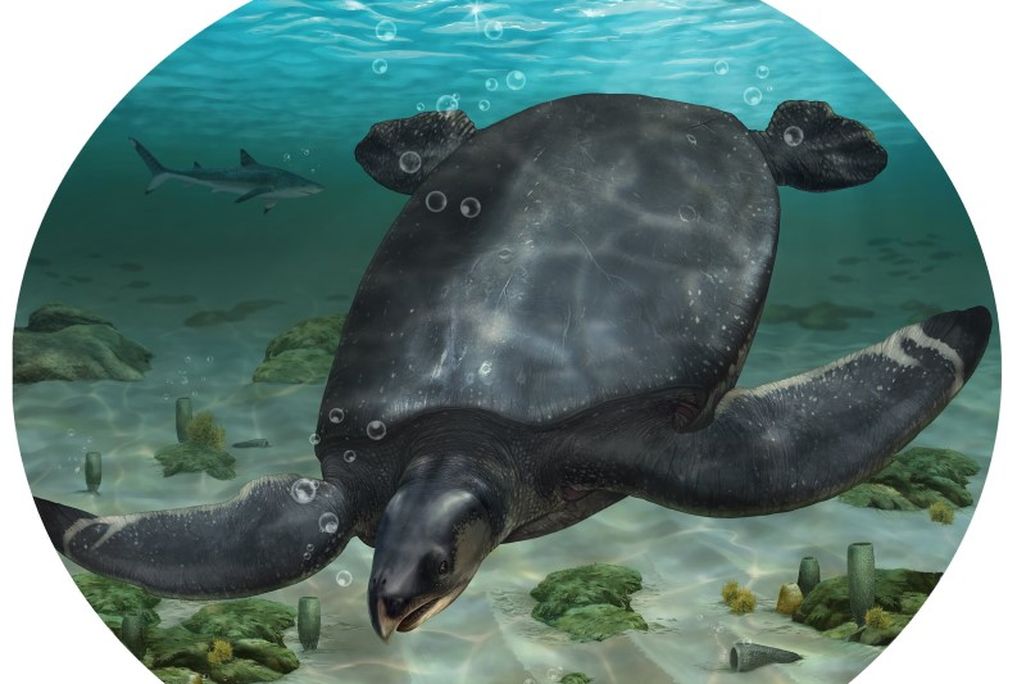 a marine turtle