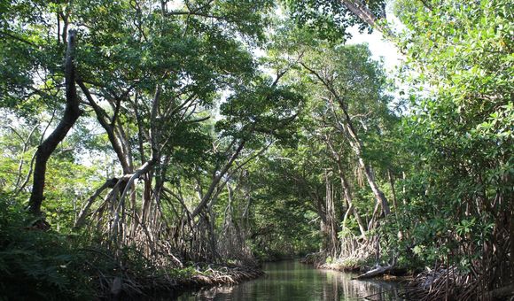 Mangroves line a channel connecting the Belize River to the coastal lagoon system. These trees are hundreds of years old and provide important habitat to both terrestrial and marine species. (Steve Canty, Smithsonian Marine Station)