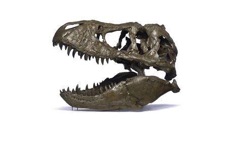 On Jan. 16, the National Museum of Natural History unveiled “Tyrannosaurus rex: Say Hello to the Nation’s T. rex!” which features the cast of a T. rex skull 