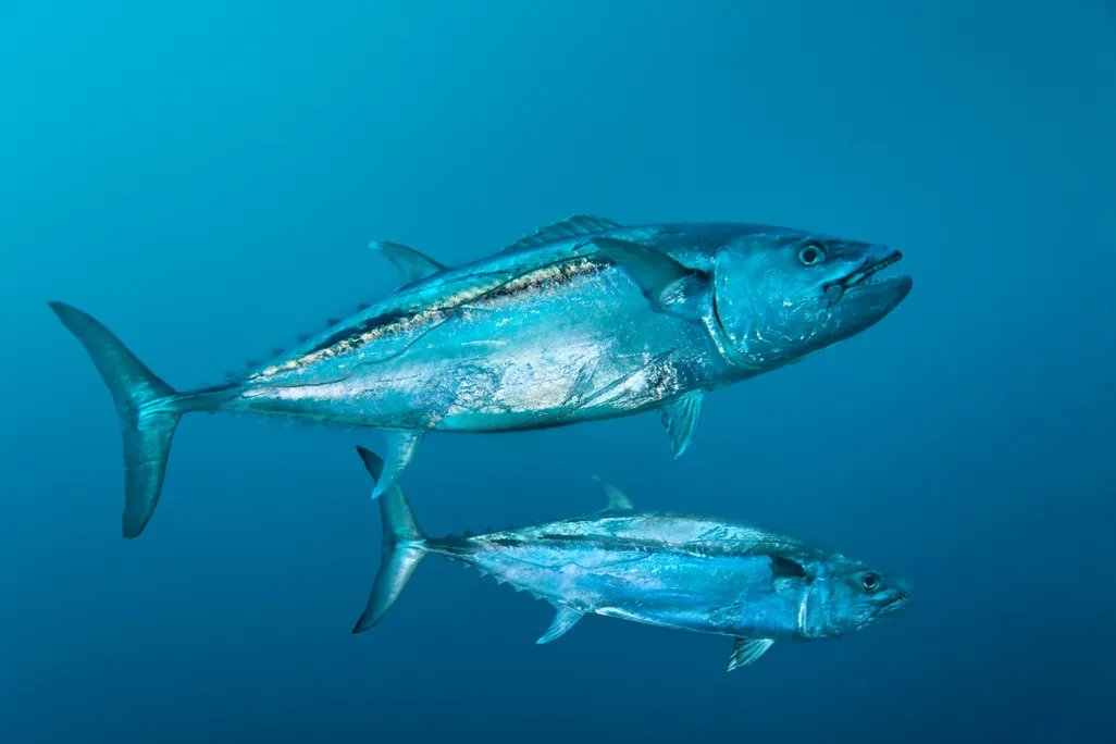 Tuna
