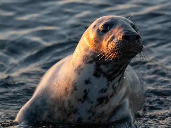 A curious sniff thumbnail