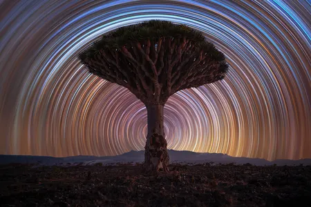 Concentric star trails glow behind a single dragon&#39;s blood tree, an otherworldly species native to Yemen&#39;s Socotra island.