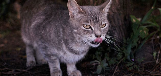 can i feed my feral cats dog food