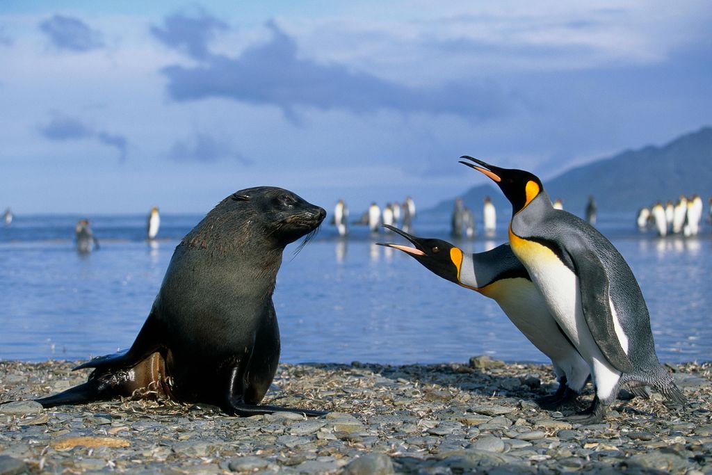 fur seal and king penguins