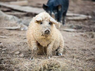 The Mangalitsa pig, a "heritage breed" hailing from Hungary, is prized for its flavor. The woolly coat is a bonus.